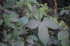 Abelmoschus angulosus var. angulosus